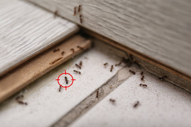 Best Residential Pest Control  in Valparaiso, FL